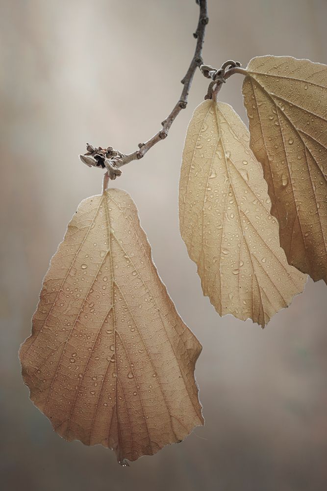 USA-Washington-Seabeck. Close-up of hazelnut leaves.